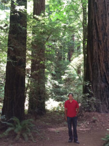 Ariel Friedler Redwoods